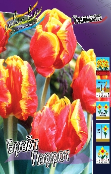 Tulipa Bright Parrot